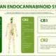 Układ endokannabinoidowy